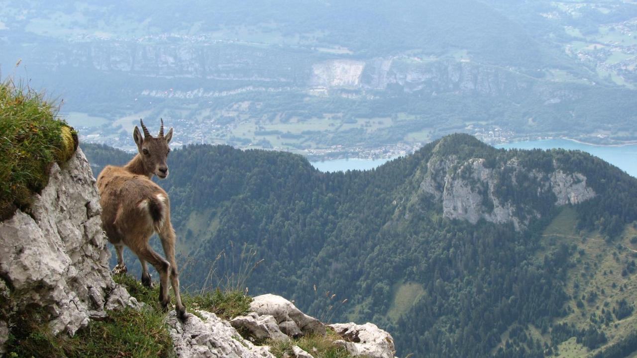 Escale Du Chateau De Promery 1391 Annecy Eksteriør billede